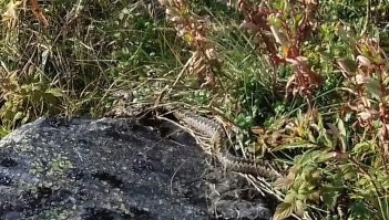 На вершине Нургуша. До кордона более 10 км по уральской тайге. Страшно представить чем все закончилось, если бы змея атаковала.