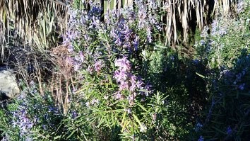 Есть такое. Сочи, февраль :