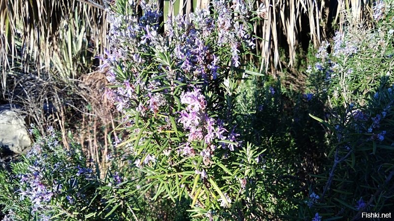 Есть такое. Сочи, февраль :