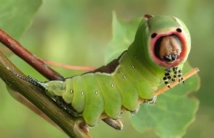 20 невероятных кроссовок, которые выглядят как монстры