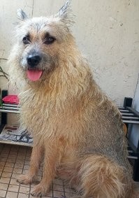 Никто меня не переубедит, что одна собака хуже двух котов