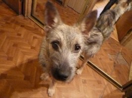 Никто меня не переубедит, что одна собака хуже двух котов