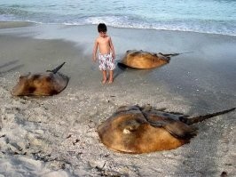 Какие-то неправильные мечехвосты. 
Уж больно большие...