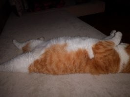 У меня такой был . Его подобрали где-то на улице подлечили и я забрал. Тощий был и на любую еду вот так же бросался. Корм насыпаешь ложкой, так он и в ложку вцеплялся и не отдавал. И пока еду не съест - вот так же на всех проходящих ругался... Вот и вымахал в 8ми килограммового кабана. Но до сих пор если кость дать - будет её защищать