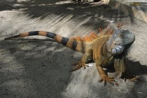 Нормальные голуби. И ко мне прилетали..