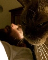 кот отомстит