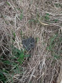 Встретил на работе в лесу во время разметки кабельной трассы