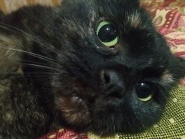 20+ питомцев, которые познают искусство селфи