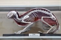 Ежик – это кот. Маленький. Без хвоста и с иголками.