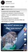История, конечно, фейковая, но меня развеселила сильно.
Представляю  картину: девушка отбирает у волка тушу оленя, запихивает упирающегося и брыкающегося хищника в машину...
Я бы с таким целеустремлённым и настойчивым человеком рядом опасался находиться. А то мало ли, что ей в голову взбредёт...

На самом деле, никакой дикий волк не дал бы себя не то что скрутить и отобрать добычу, но и не  подпустил бы никого к себе.

Тем более, что волк делал один, возле добычи если волки - стайные животные?

Да и мелковат он для волка. Морда узкая, пропорции больше на лисьи похожи. Но - это не лиса точно.
