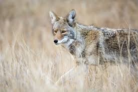 Это койот. Раза в полтора-два меньше волка