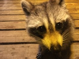 Вот еще один любопытный.