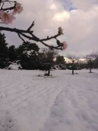 Миндаль в цвету после снегопада. Греция. 2021 г.