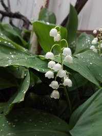 Ландыш после дождя.