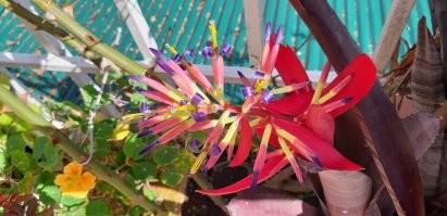 Самые невероятные растения планеты