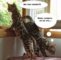 ой, 120-й пост за неделю...