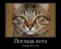 Позитив про животных 