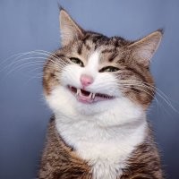 Позитив про животных 