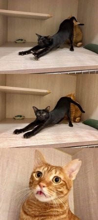 Позитив про животных 