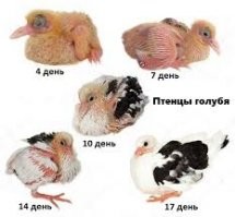 Птенцы голубя очень быстро вырастают до взрослого животного.
И да, голуби переносчики многих нехороших болячек. Старайтесь меньше с ними контактировать. Или хотя бы хорошо промывать руки после контакта.