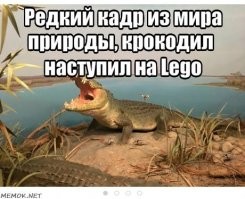 Нильский крокодил: 9 фактов о крупнейшем крокодиле Африки