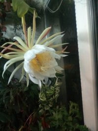 Распустилось на балконе,воняет(именно воняет)знатно.Название не помню.