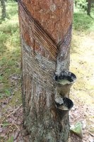 "Измеритель скорости. Используется для лодок и кораблей. Объект, похожий на пропеллер, находится в воде, вращается во время движения лодки, верёвка вращается и перемещает циферблат, позволяя вам узнать скорость, указанную на циферблате."
Этот прибор называется "Лаг". Его опускали в воду с борта судна на определённое время, механизм считал число оборотов вертушки. По этому числу за время измерения вычисляли скорость судна.

"Черпак для кофе с зажимом для кофейного пакетика." Зажим для пакета с кофе с меркой.

"Это старый способ сбора сока для изготовления скипидара. " Сок хвойных деревьев называется "живица". Внизу этой "ёлочки" втыкается ёмкость, в которую стекает живица.  Потом живицу перегоняют и получают натуральный скипидар и канифоль.


"Открывалка для бутылок. В комментариях также выяснили что она стилизована под японское оружие дзюттэ."
Почему-то в инете первое предположение для любой неопознанной хрени - это "открывалка для бутылок". Это и есть дзутте, только современного исполнения.

"Похоже на часть какой-то мельницы, напоминающей современную кофемолку с коническим жерновом."
Предположение близко к истине. Это рабочее колесо (турбина) водяной мельницы турбинного типа. Такие производились крупными сериями в первой трети 20 века и ставились на ручьях и мелких речках. Просто его перевернули вверх ногами и сделали поилку.

"Слева ложка для оливок, посередине вилка для лимона, а прибор с куриной лапой   это щипцы для льда."
Второе предположение для любой неопознанной хрени -  "что-то там для льда".
Этими щипцами полагалось накладывать фрукты из общей чаши крюшона в бокалы.

"Форма для отливки свинцовых солдатиков." Оловянных,  разумеется. Свинцовые отливки быстро покрываютя окислом, и теряют во внешнем виде.

"Ловушка для ос. На дно идут сладкая жидкость и средство для мытья посуды. Прилетают жалящие насекомые,"
В основном это устройство предназначено для ловли мух. Так и называется - "мухоловка".