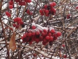 вроде бы обычные растения, но захотелось поделиться