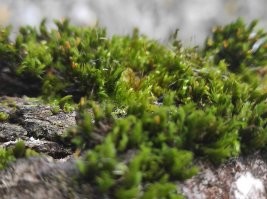 вроде бы обычные растения, но захотелось поделиться