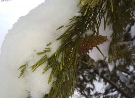 вроде бы обычные растения, но захотелось поделиться
