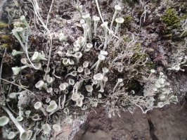 вроде бы обычные растения, но захотелось поделиться