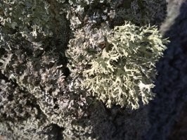 вроде бы обычные растения, но захотелось поделиться