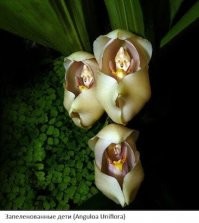 Природа удивительна на выдумки !