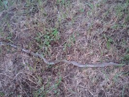 Памятка для защиты от гадюк во время сезона шашлыков и походов