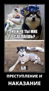 15 животных, которым плевать на все эти ваши запреты