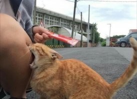 Позитив про животных 