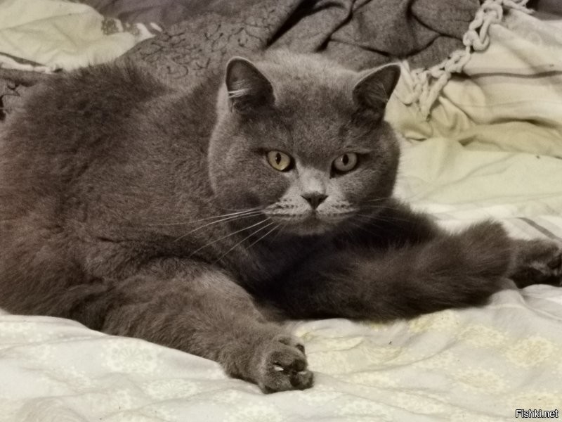 Реакция моего кота