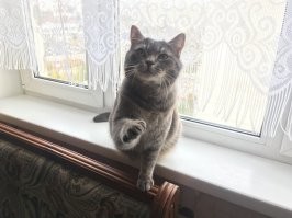 У меня так кот появился) Проснулся понять не мог где жена и почему все постельное белье в земле. Но ничего, живет уже 5й год)