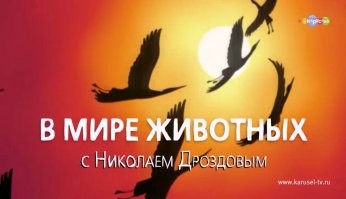 Нескучная жизнь в криминальном районе