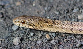 пока встречал только не ядовитых