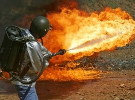 В США началось массовое нашествие цикад