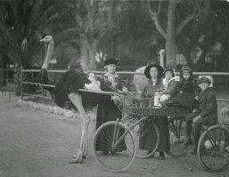 Страусы ни фига не в предместьях Парижа.
Это страусиная ферма ферма Cawston Ostrich Farm в Калифорнии, где можно было посидеть на страусе, посидеть на повозке, запряженной страусами или покататься на страусиной упряжке. У них характерная ограда, свинченная из металлических труб.