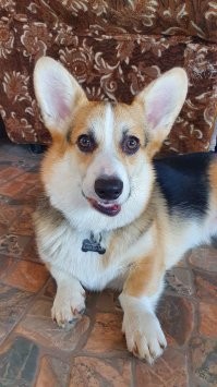 Наш охотился за осой - вот результат: