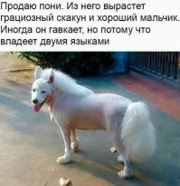 Собаки-ищейки определяют SARS-CoV-2 не хуже ПЦР-теста