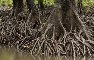 не одно оно так делает вот мангровые корни.