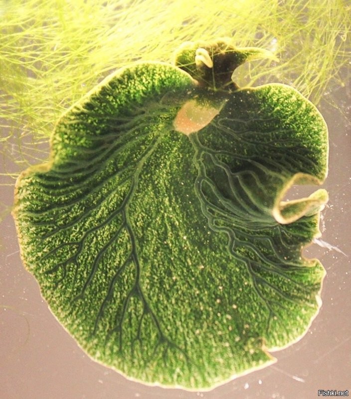 Восточная изумрудная элизия (Elysia chlorotica) – уникальный вид морских брюхоногих моллюсков. В процессе своей эволюции элизия стала единственным животным (из известных науке), которое пользуется фотосинтезом для питания.