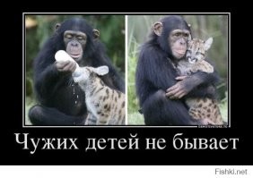 Чужих детей не бывает: горилла приняла кроху, от которого отказалась мать