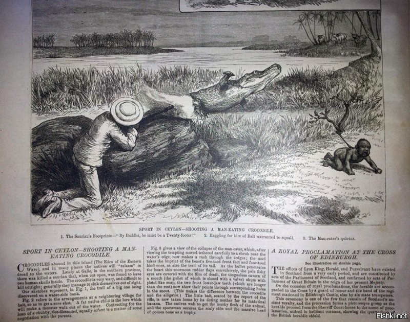 англичанин  ловит крокодила на живца.