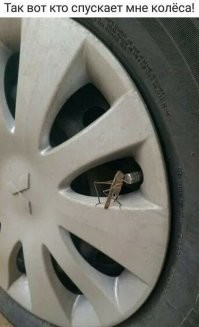 Две пчелы смогли открыть крышку бутылки с газировкой