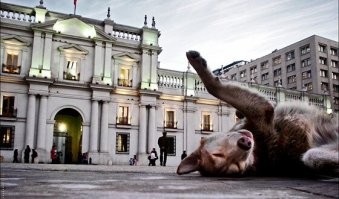 Собака приближена к камере больше чем девушка. Т.е. девушка на заднем плане, а собака на переднем. Это отлично видно по руке девушки. Заодно неплохо бы знать и сам рост девушки... 
Особый ракурс от точки съёмки. Изменение перспективы. Эти собаки огромны, но  точно не настолько. Давно известный трюк в фотографии для придания размеров больше чему либо от реальных. Зрительный обман. Так же, с такой же хитростью, снимали Властелина Колец и актеров "хоббитов" с другими персонажами вместе в одном кадре.